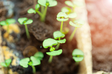 green seedling growing out of soil