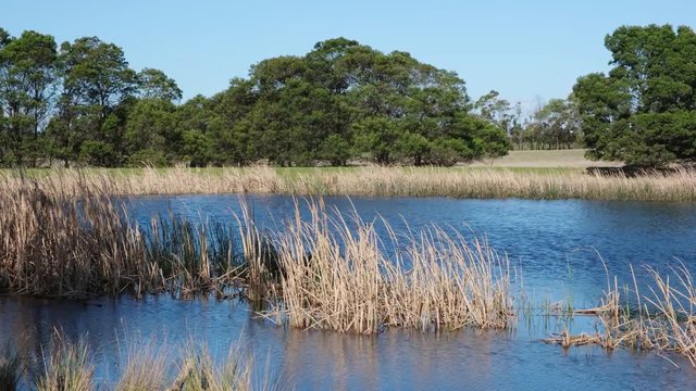 Static shot of yellow reeds trembling in the wind in a small pond. Cranbourne, Victoria, Australia