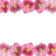 Fototapeta premium Beautiful floral background of pink mallow. Isolated