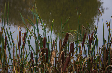 Obraz premium Reeds on the background of the pond in autumn