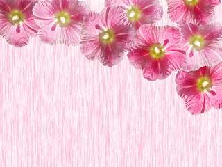 Beautiful floral background of pink mallow. Isolated