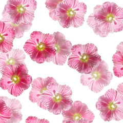 Beautiful floral background of pink mallow. Isolated
