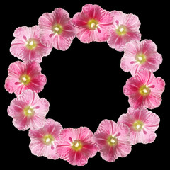 Beautiful floral circle of pink mallow. Isolated