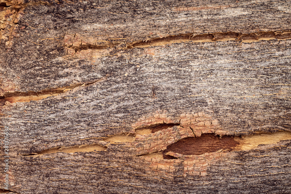 Poster hard wood or tree bark texture background with rough surface and natural pattern. detail of wooden t