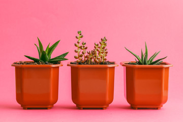 Succulent plants on pastel pink background. Flat lay.
