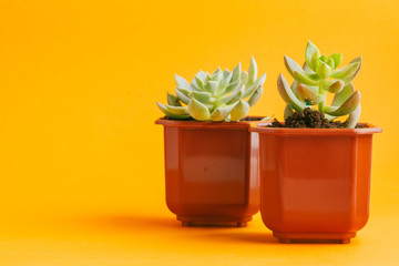 succulent plant on a yellow background.