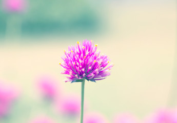 Beautiful floral spring abstract background of nature.