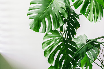 Exotic tropical monstera palm leaves at home. - obrazy, fototapety, plakaty