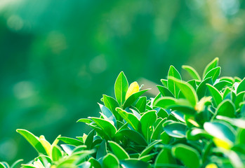 Beautiful floral spring abstract background of nature.
