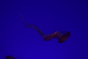 Jelly fish in aquarium