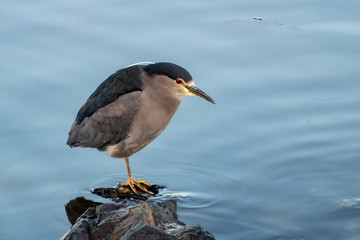 Bird in Ushuaia