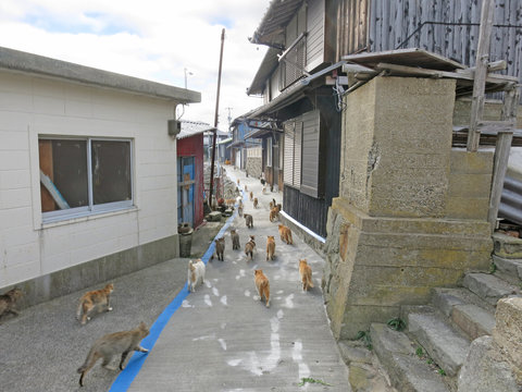 Feeding Cats on famous Aoshima nekojima Japanese cat island pier Stock  Photo