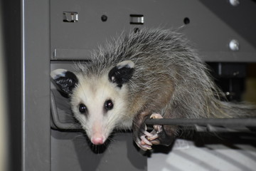 Opossum 