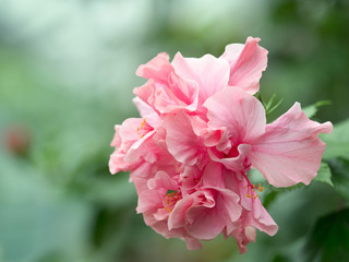 ハイビスカスの花