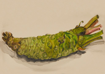 手描き　本わさびの水彩画