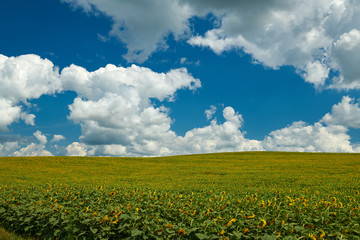 Fototapeta premium Sunflower field - bright yellow flowers, beautiful summer landscape
