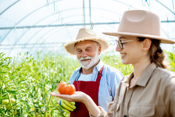 Young woman with grandfather looking on the tomato harvest while standing together in the hothouse of a small agricultural farm. Concept of a small family agribusiness
