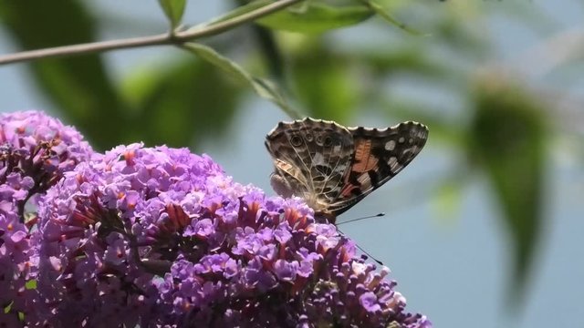 vanessa su arbusto delle farfalle