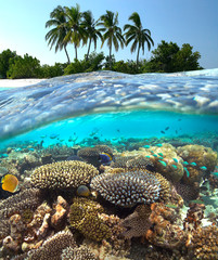 Tropical Reef - Maldives