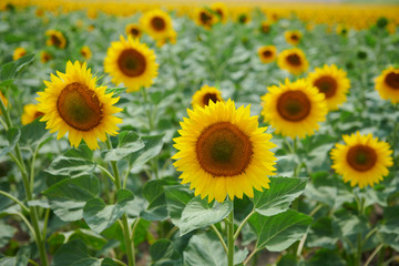 Obraz premium Sunflower field - bright yellow flowers, beautiful summer landscape