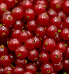 Ripe fruits of red currant on thin green stalks.