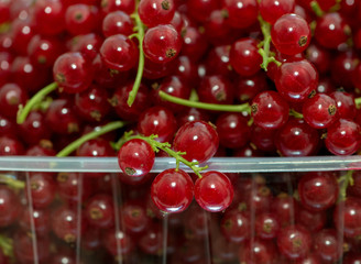Ripe fruits of red currant on thin green stalks.