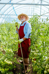 Senior man cultivating land with working tool on the tomato plantation in the hothouse. Working on...
