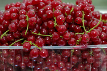 Ripe fruits of red currant.