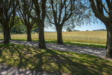 Obraz premium Wheat field and trees in Denmark