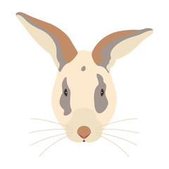 The rabbit is isolated on white background.