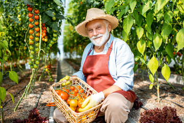 Portrait of a handsome well-dressed senior man with a basket full of freshly plucked tomatoes, harvesting in the greenhouse of a small agricultural farm