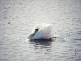 puffy swan swimming on the lake