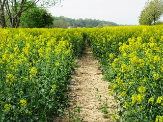 path in a field of flowering rapes