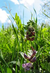  red wood ants on a plant