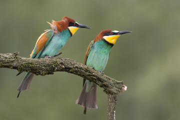 A couple of bee eaters (Merops apiaster)