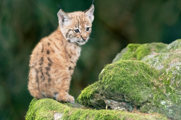 Luchs Jungtier