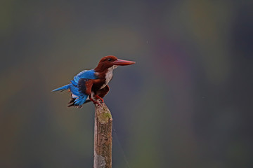 Smyrna Kingfisher is perched on a branch