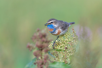 The bluethroat, portrait of rare bird in Alps mountains (Luscinia svecica)