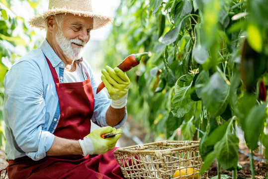 Senior agronomist collecting capi peppers in the hothouse of a small agricultural farm, enjoying a good harvest. Concept of a small agribusiness and work at retirement age