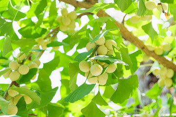 いちょうの木と銀杏の実