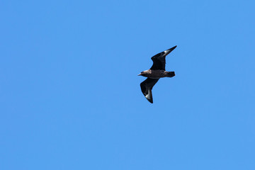 Skua