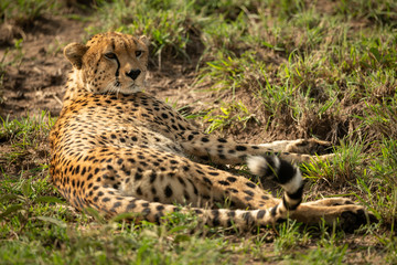Cheetah lies in patchy grass facing right