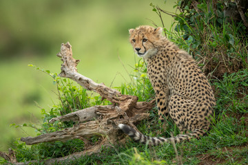 Cheetah cub sits between log and bush
