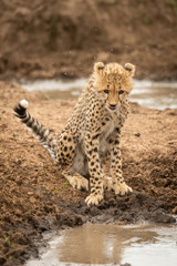 Cheetah cub sits by water looking down