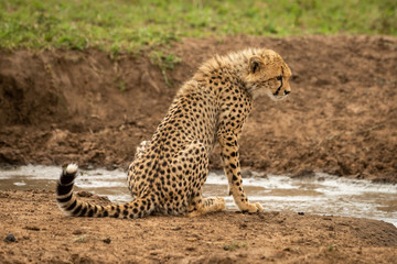 Fototapeta na wymiar Cheetah cub sits by water facing right