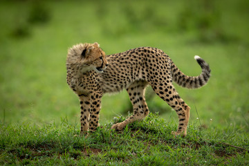 Cheetah cub stands on mound looking back