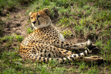 Cheetah lies in patchy grass looking back