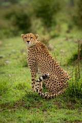 Cheetah sits on grass turning towards camera