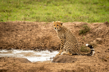 Cheetah cub sits by water facing left