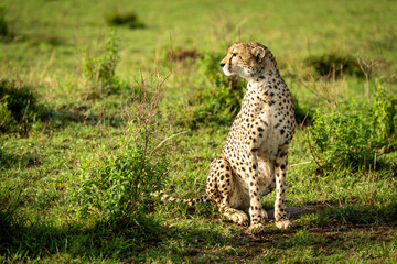 Cheetah sits among leafy bushes looking left